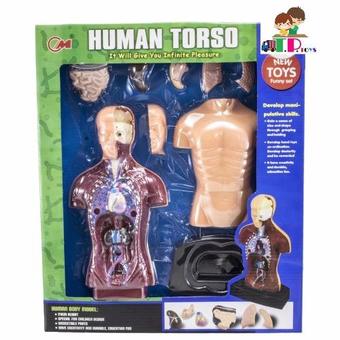 T.P.TOYS ของเล่นเด็กชุดวิทยาศาสตร์ Human Torso(Green)